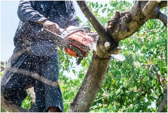 tree services West Milford